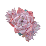 Echeveria Largea, Small Cluster