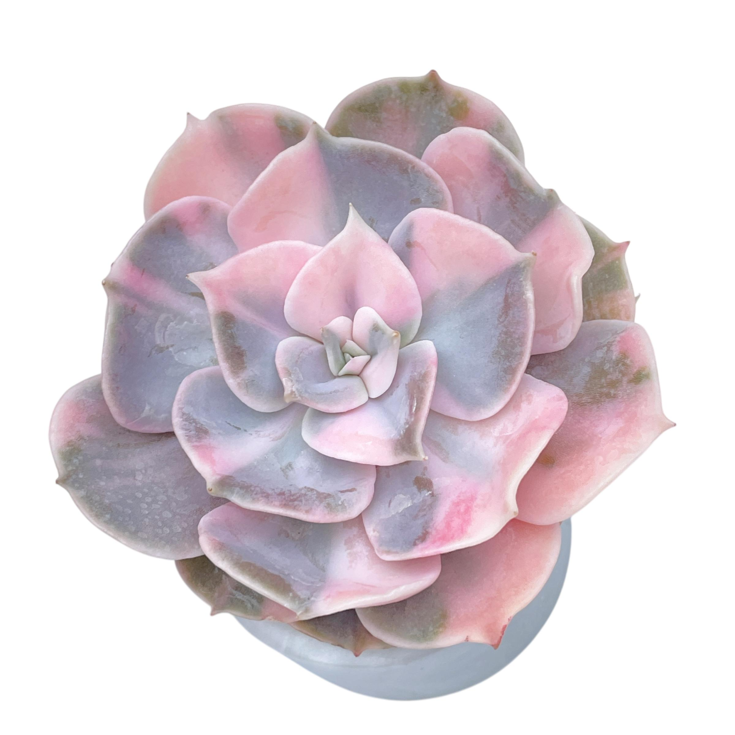 pollux succulent Echeveria Pollux, Variegata