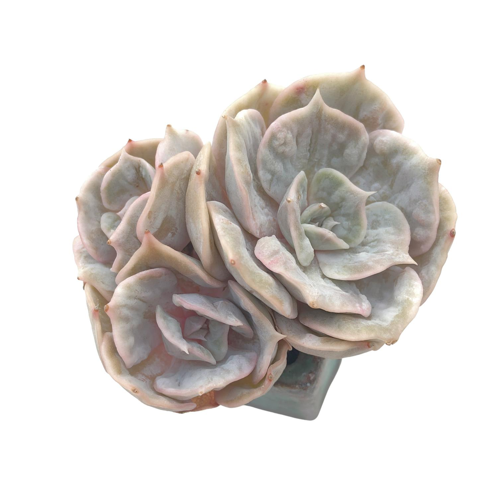 SALE! Echeveria Lilacina Marble, Triple