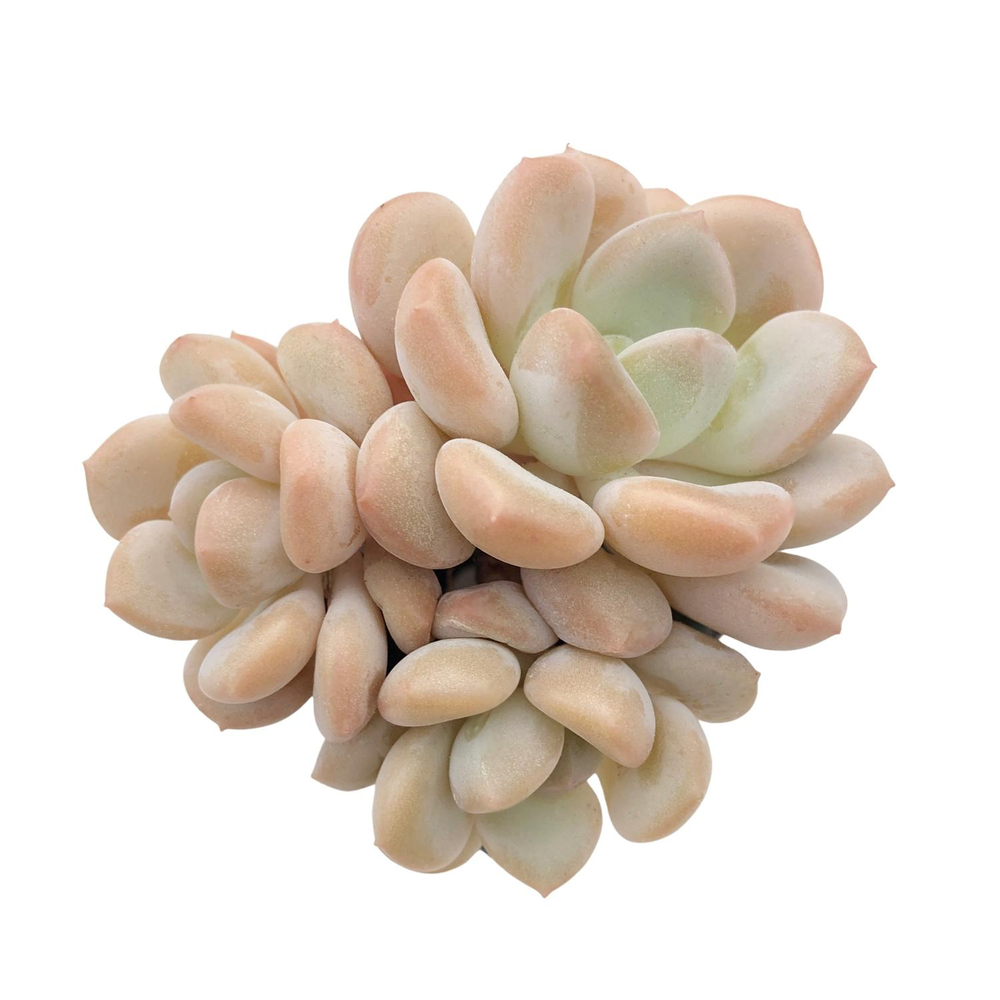 SALE! Echeveria Ice Cream Cluster