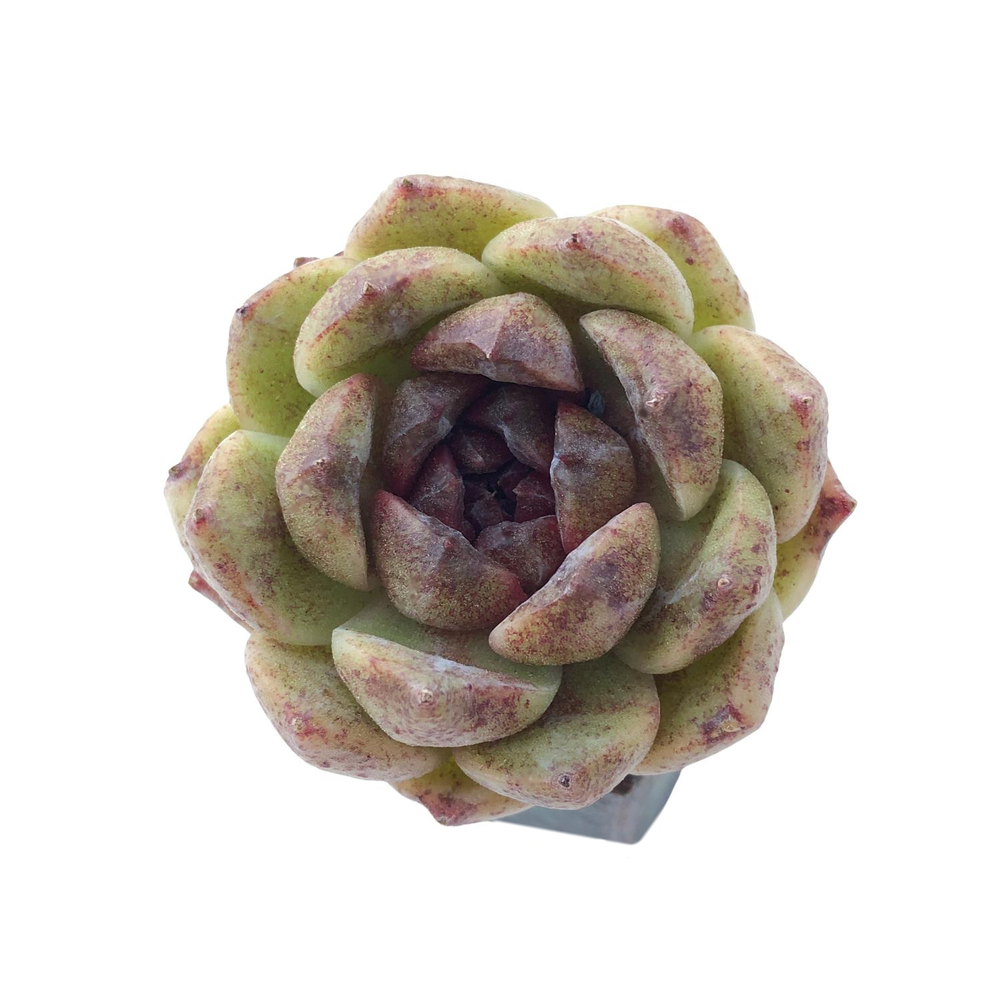 SALE! Echeveria Pushke