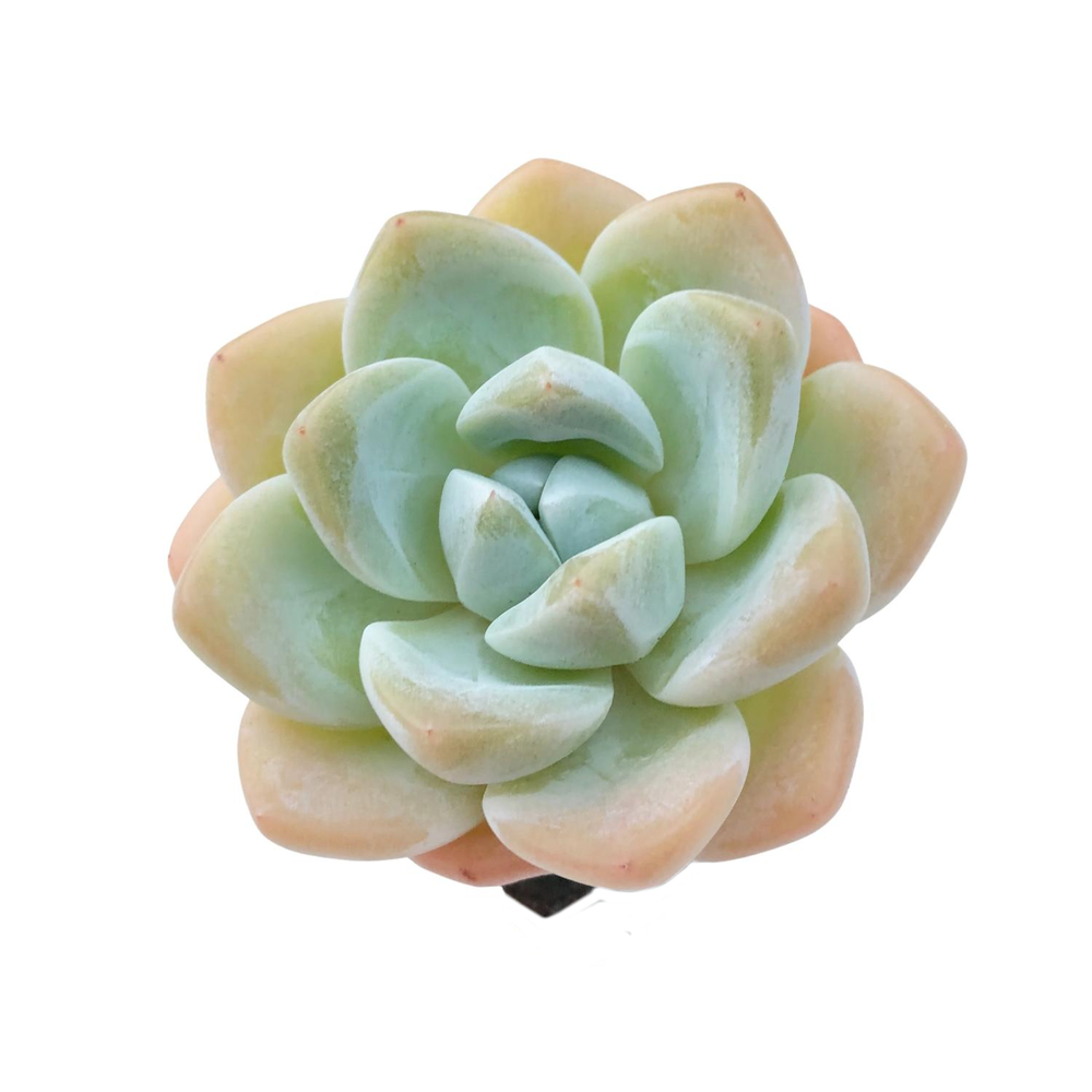 SALE! Echeveria Ice Green