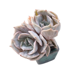 SALE! Echeveria Lilacina Marble