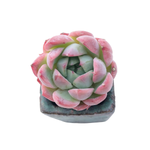 SALE! Echeveria Allegiance (Free Gift for Military Members)