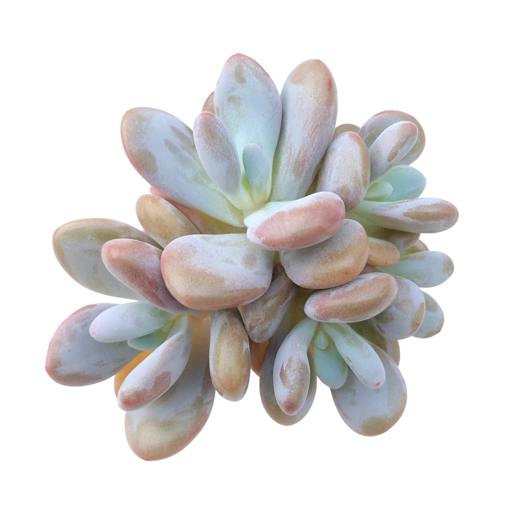 SALE! Pachyphytum Sp. (Not Perfect)