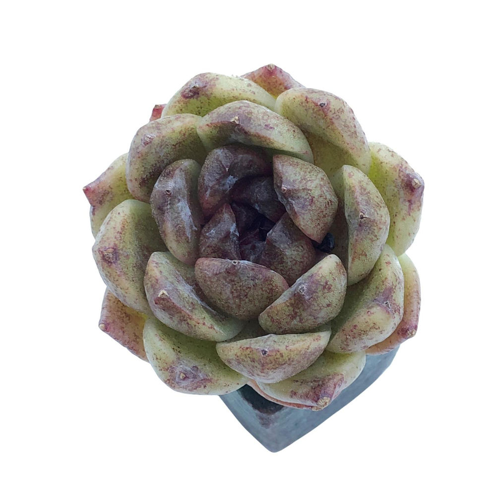 SALE! Echeveria Pushke