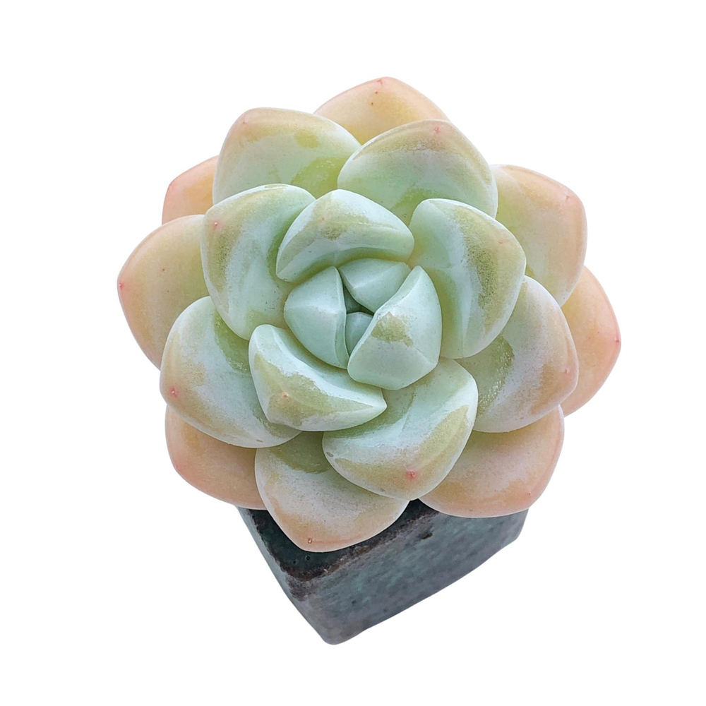 SALE! Echeveria Ice Green