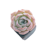 SALE! Echeveria Purple Lane