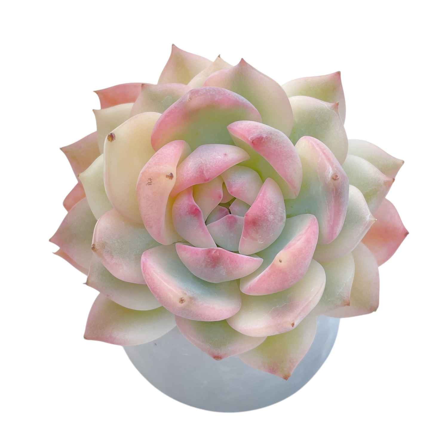 Echeveria Prism, Variegata – Cedar Creek Farmhouse