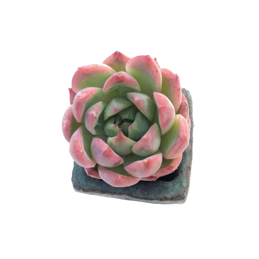 SALE! Echeveria Allegience (Free Gift for Military Members)