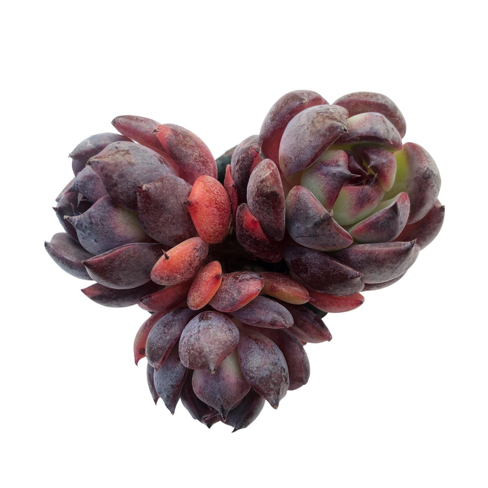 SALE! Echeveria Black Queen Hybrid