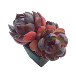 SALE! Echeveria Black Queen Hybrid, (Not Perfect)