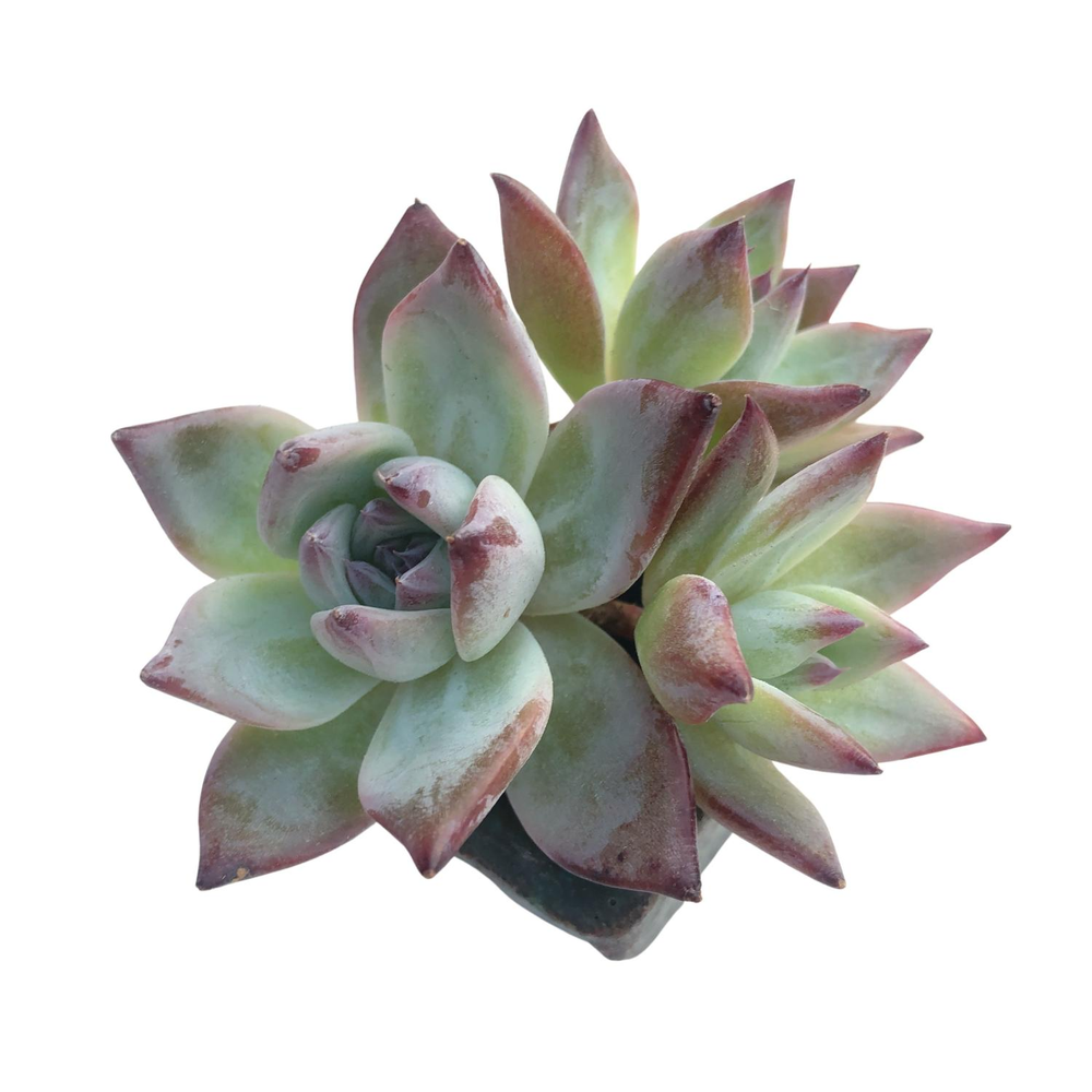 SPECIAL! JUST CART!! Echeveria Black Sabbath