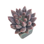 Pachyphytum Angel Fingers