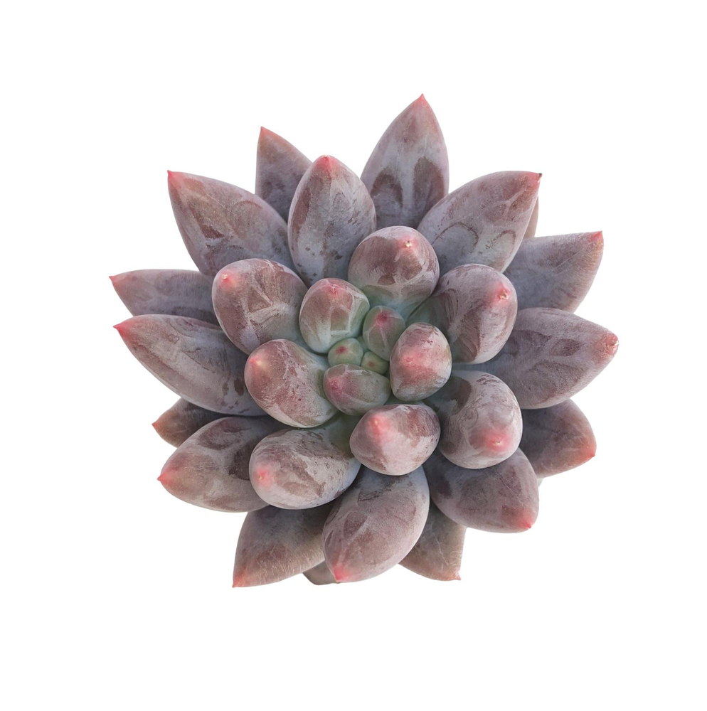 Pachyphytum Angel Fingers