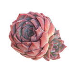 Echeveria Keralean, Double