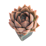 Echeveria Nocturne