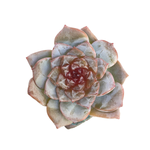 Echeveria Pink Jelly