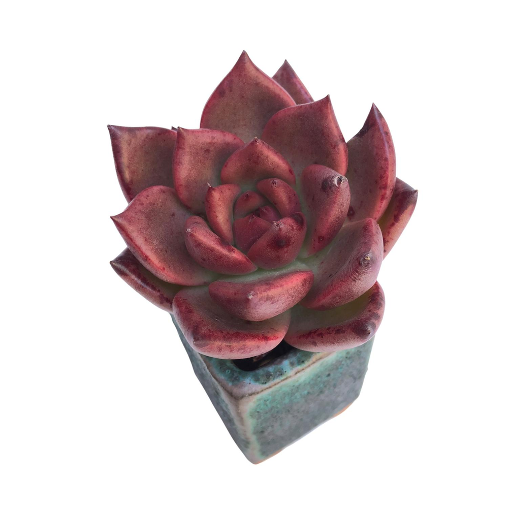 Echeveria Honey Pink