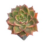 Echeveria Agavoides Leopard, Variegata