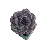 Echeveria Dark Opal, Small