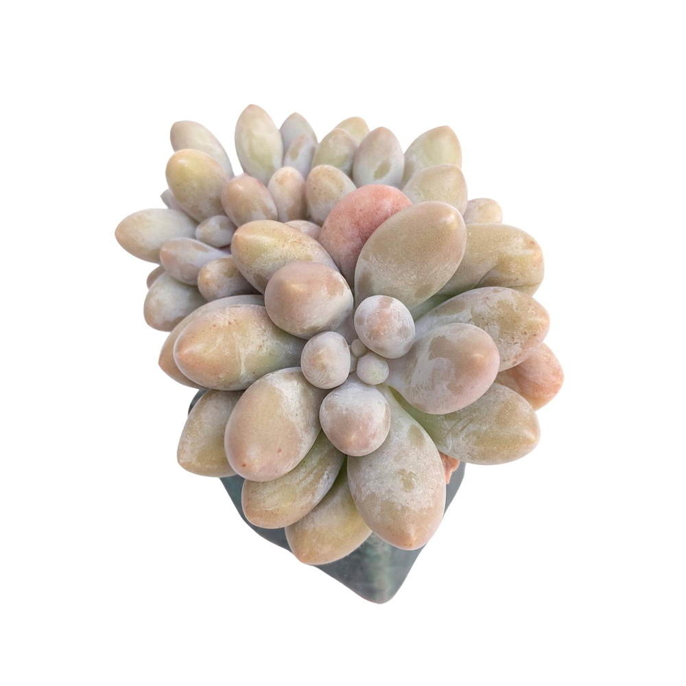 Pachyphytum Brachetii