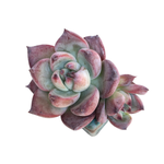 Echeveria Blue Heart, New Hybrid, Small