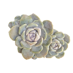 Echeveria Tynie Berger, Triple