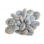 Pachyphytum Moon Sherbet, Double