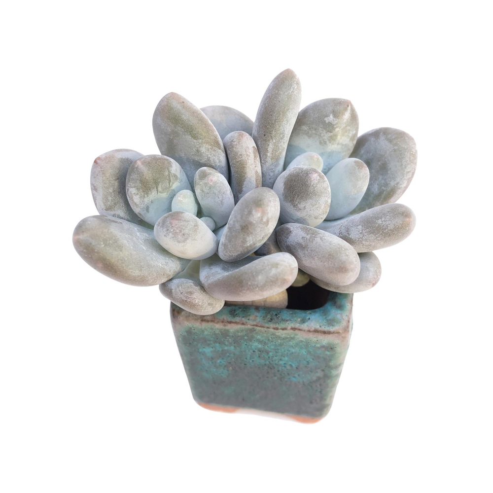 Pachyphytum Moon Sherbet, Double