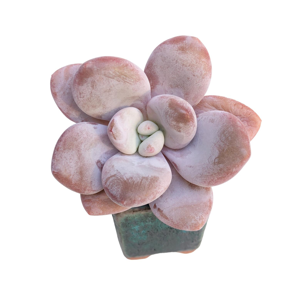 Graptoveria Raon