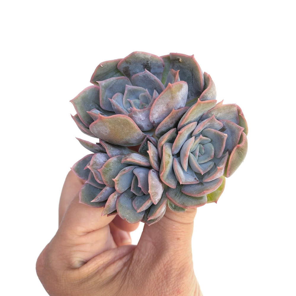 Echeveria Fiona, Cluster