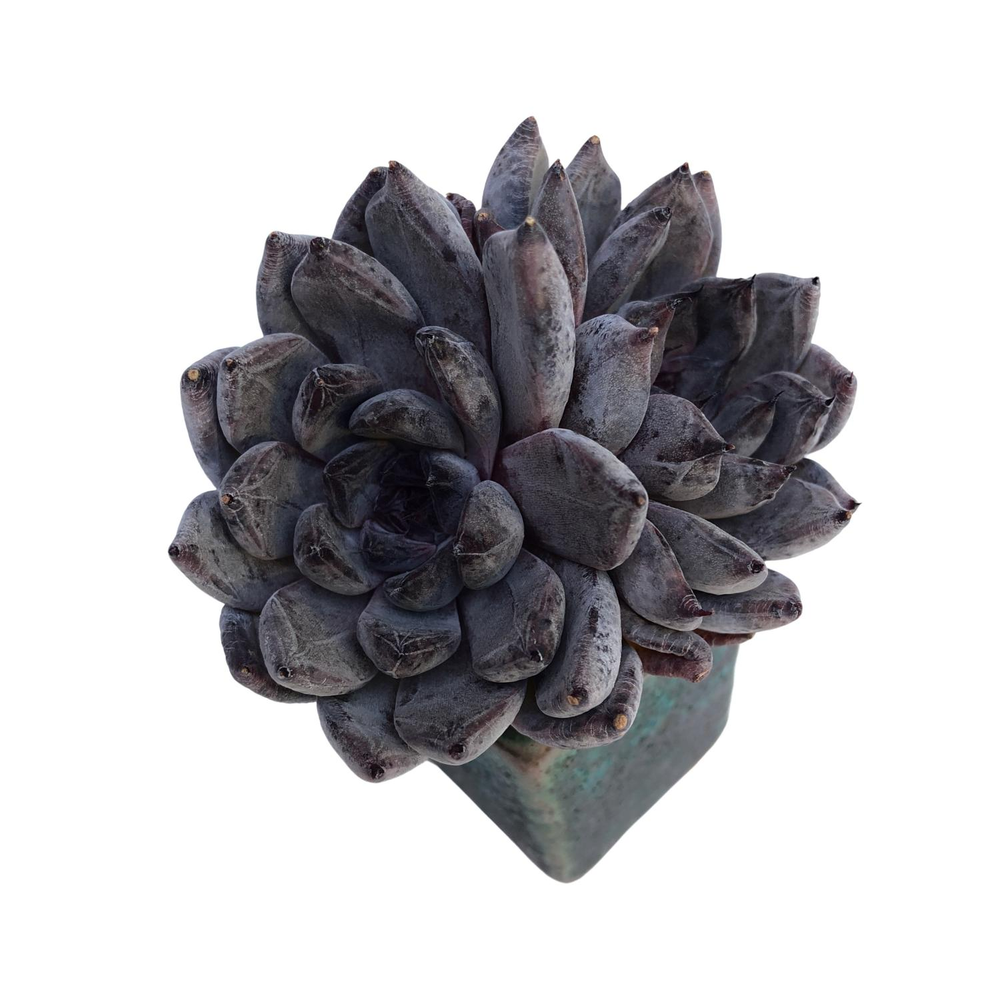 Echeveria Black Pearl, Double