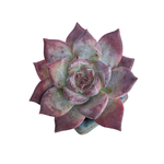 Echeveria Midnight, New Hybrid