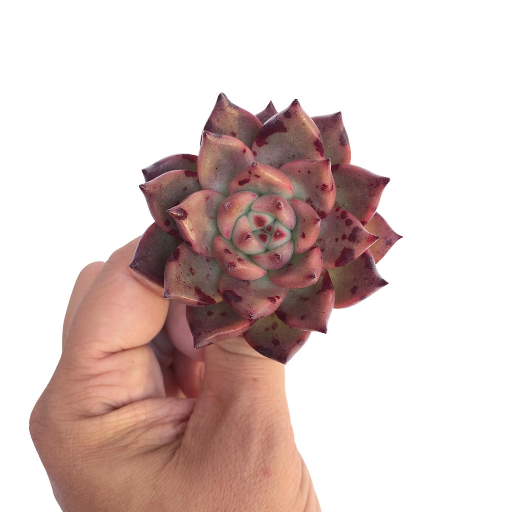 Echeveria Red Moon, New Hybrid