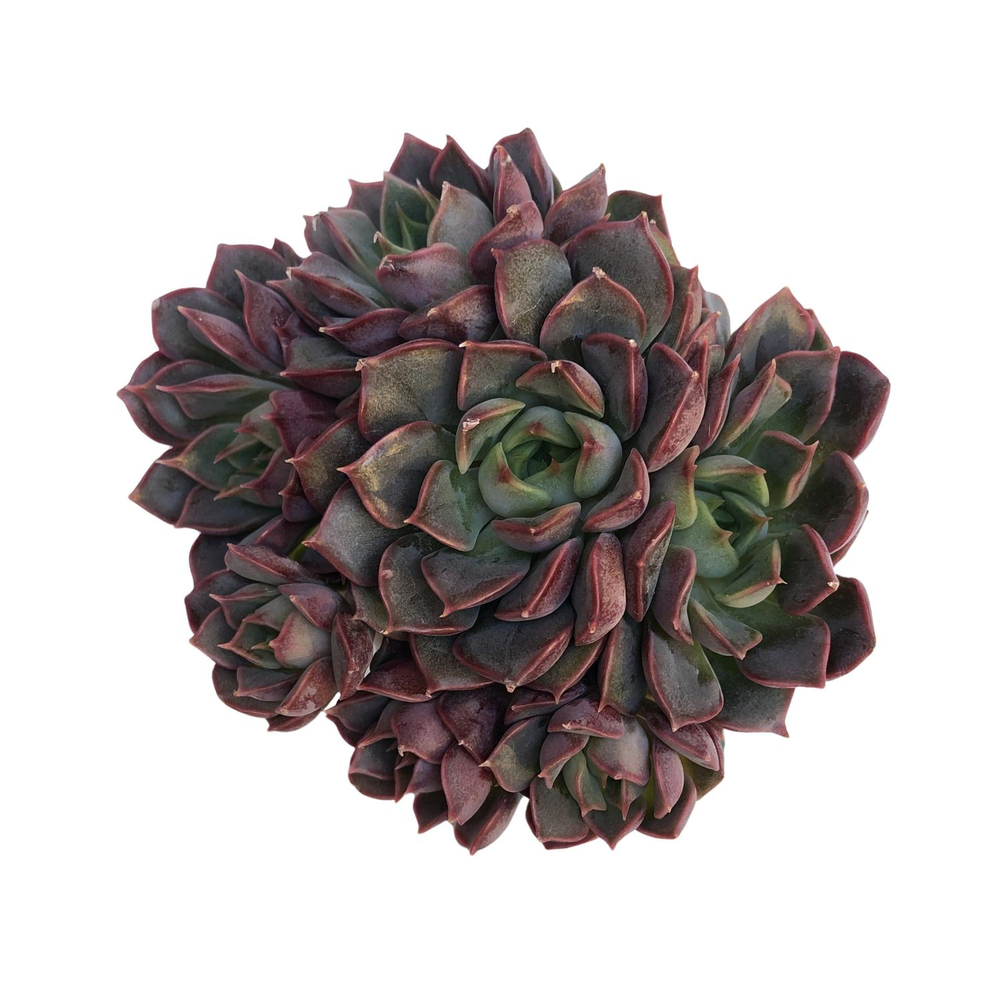 Echeveria Stella, Small Cluster