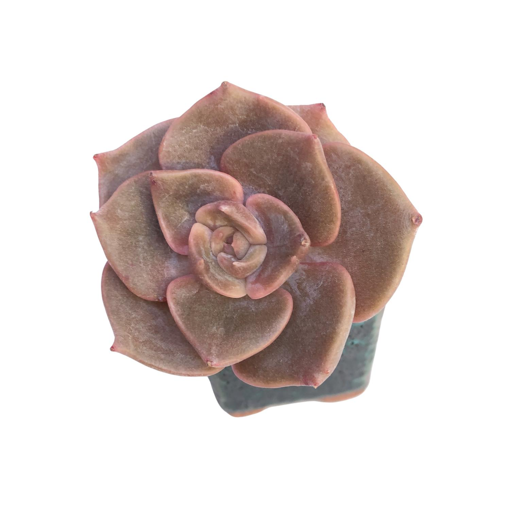 Echeveria Pumpkin