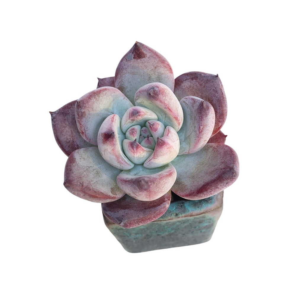 Echeveria Blue Heart, New Hybrid, Small