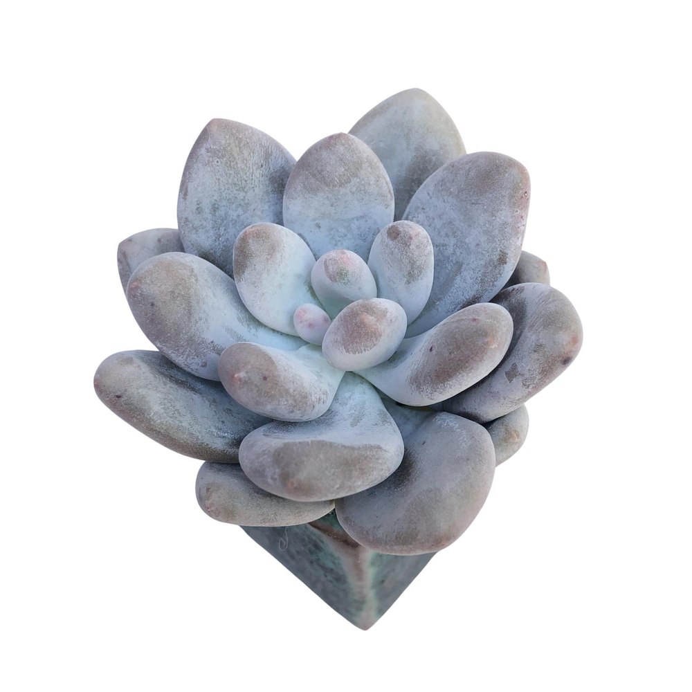 Pachyphytum Moon Sherbet