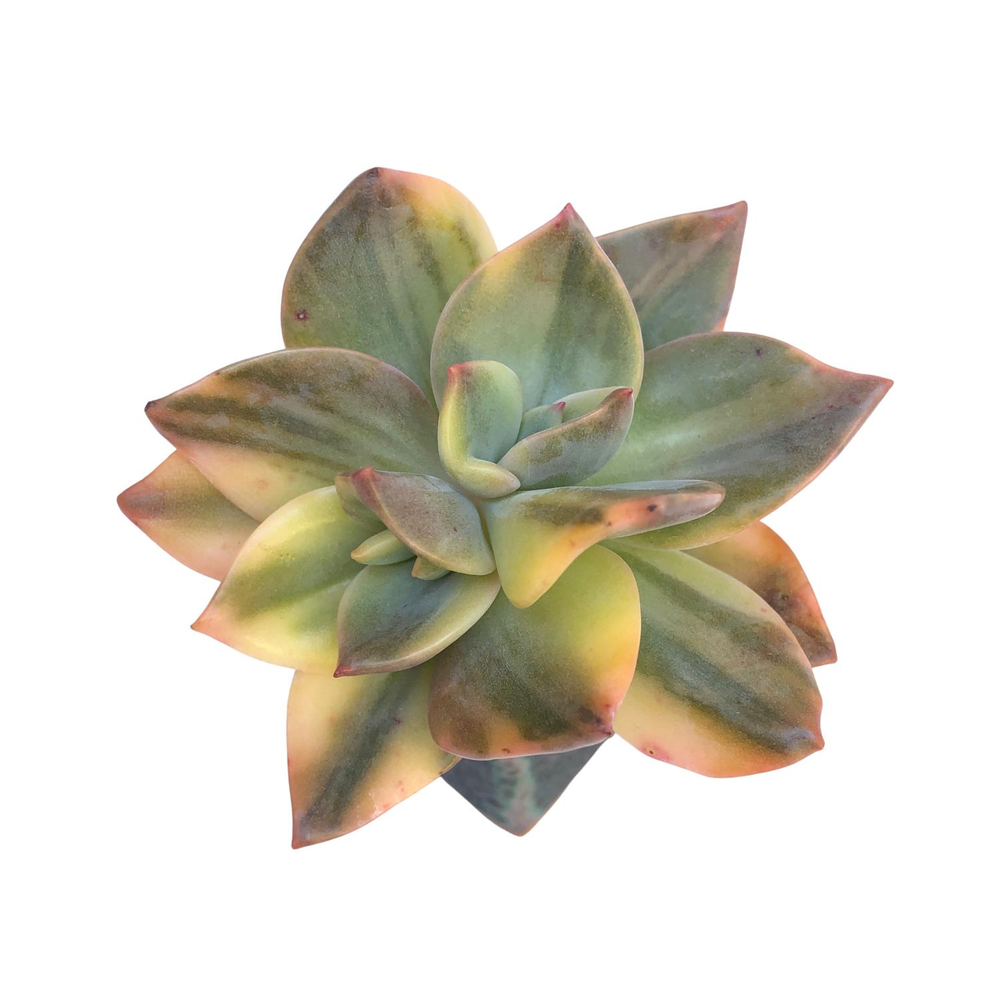 Graptoveria Bainesii, Variegata