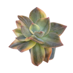 Graptoveria Bainesii, Variegata