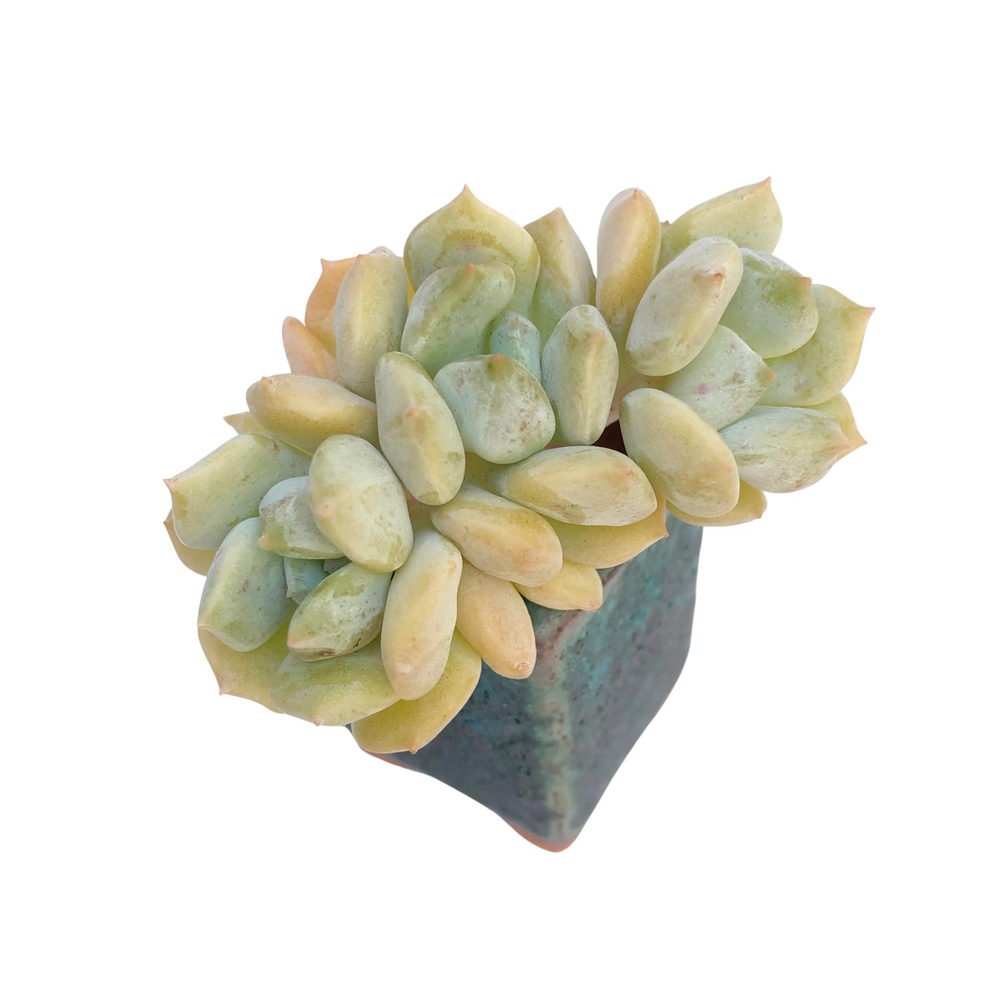 cream puff succulent Echeveria Cream Puff