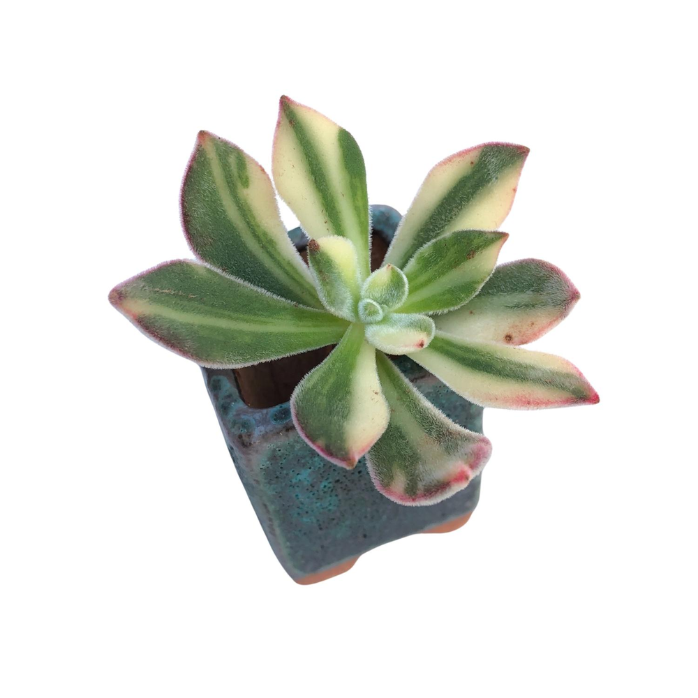 pulv oliver succulent Echeveria Pulv-oliver, Variegata