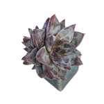 Echeveria Tremolo, Small Double