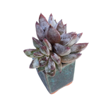 Echeveria Tremolo, Small Double