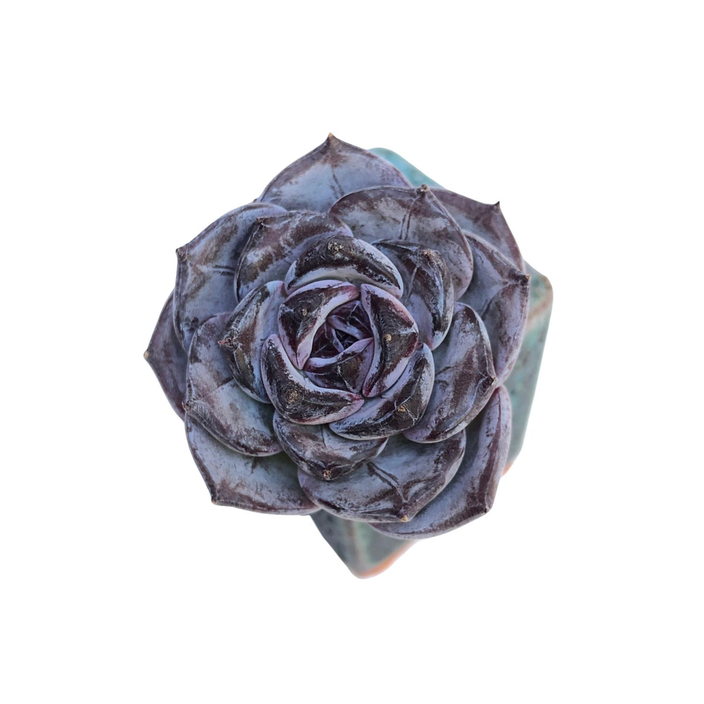 Echeveria Dark Opal, Small