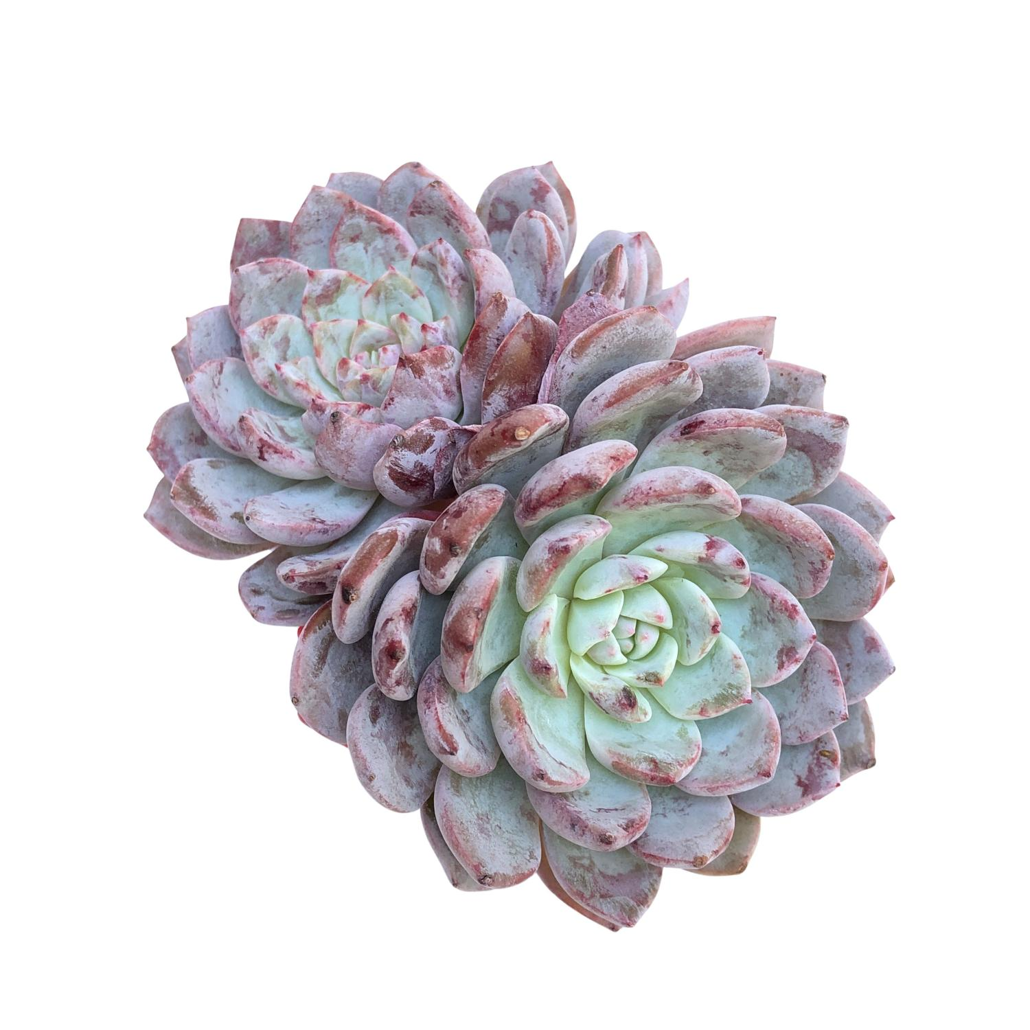 Echeveria Lapine – Cedar Creek Farmhouse