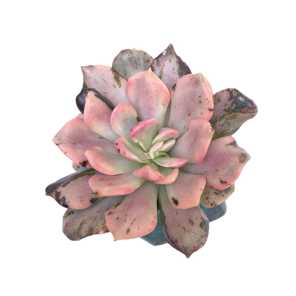 SALE! Echeveria Pink Prince, Variegata