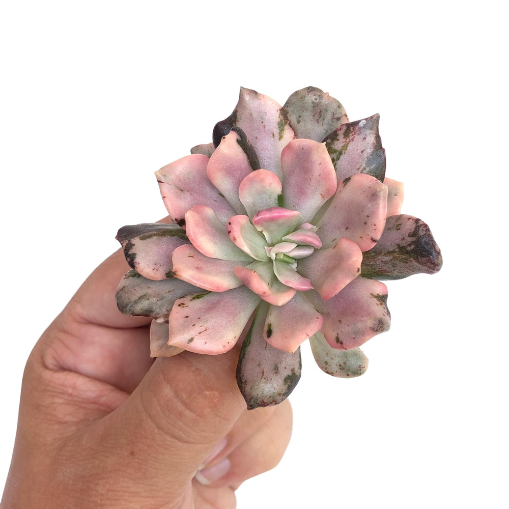 SALE! Echeveria Pink Prince, Variegata