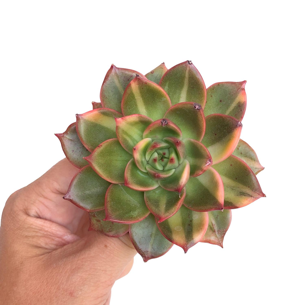 leopard succulent Echeveria Agavoides Leopard, Variegata – Cedar Creek Farmhouse